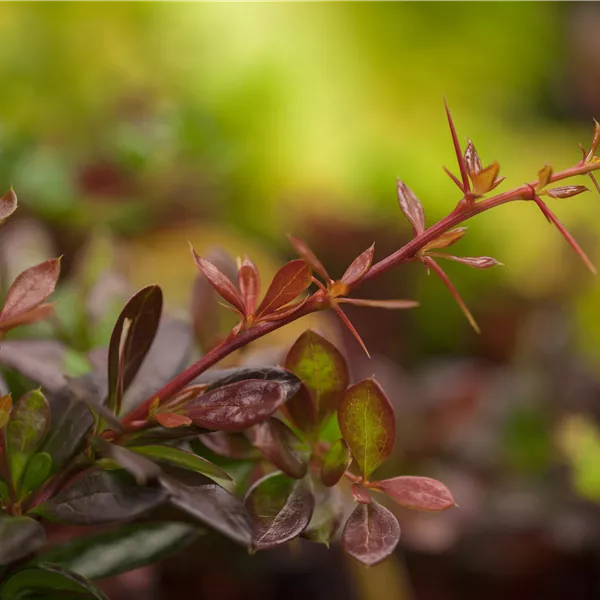 Berberis media (x) 'Red Jewel'