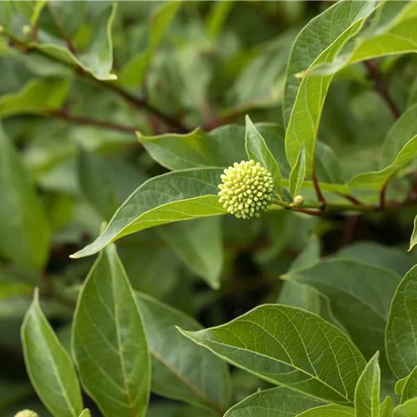 Cephalanthus occidentalis
