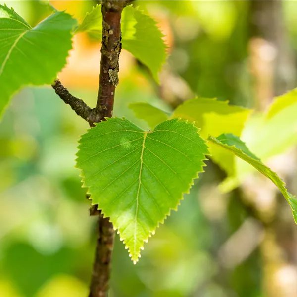 Betula ermanii