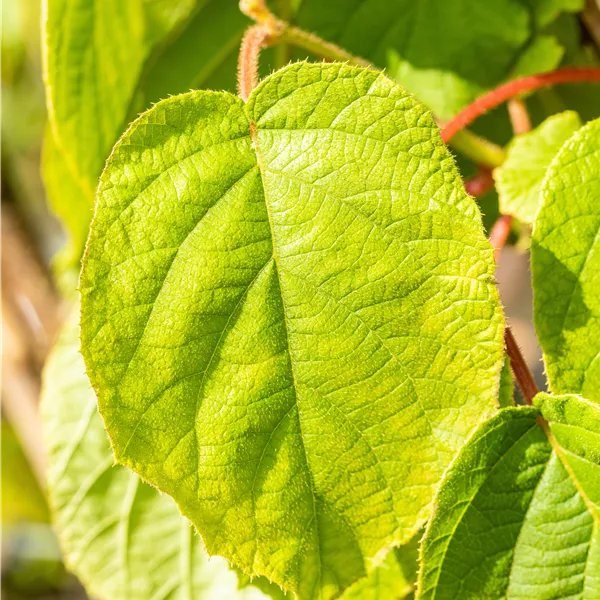 Actinidia deliciosa 'Solissimo'