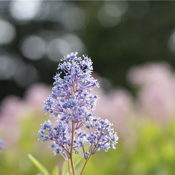 Ceanothus delilianus (x) 'Gloire de Versailles'