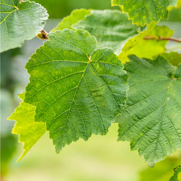 Corylus colurna