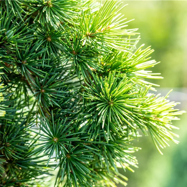 Cedrus libani 'Sargentii'