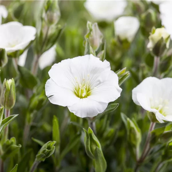 Arenaria montana