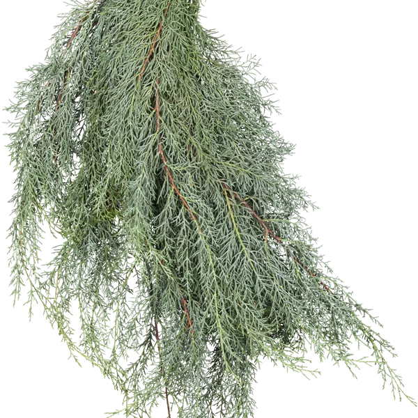 Cupressus arizonica 'Glauca'