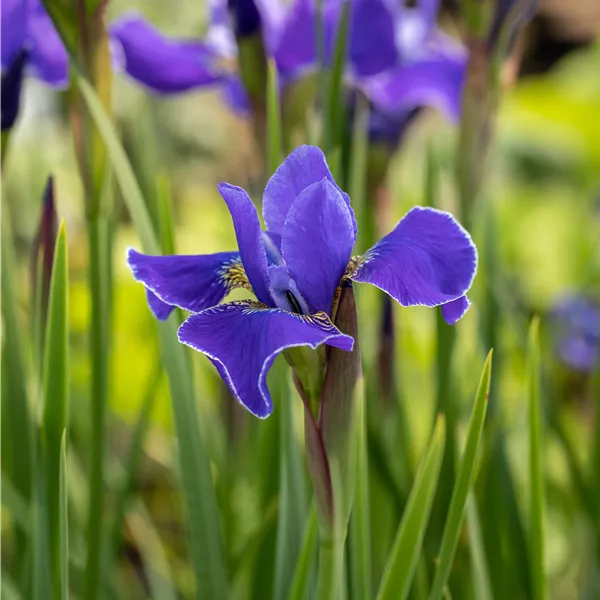 Iris sibirica 'Caesar's Brother'