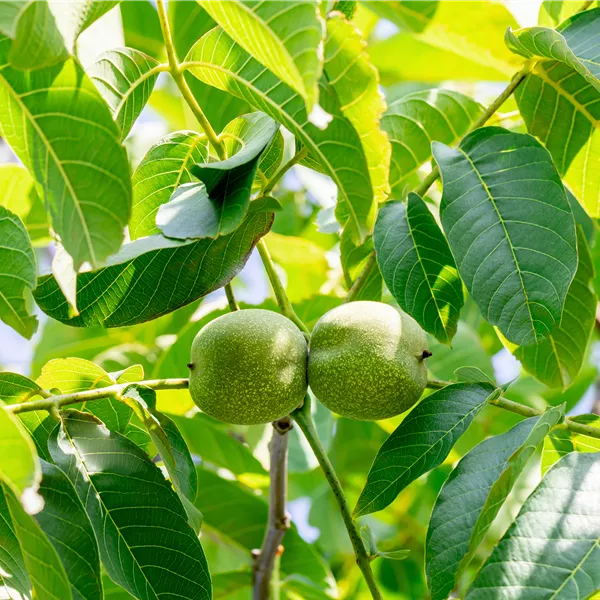 Juglans regia 'Franquette'