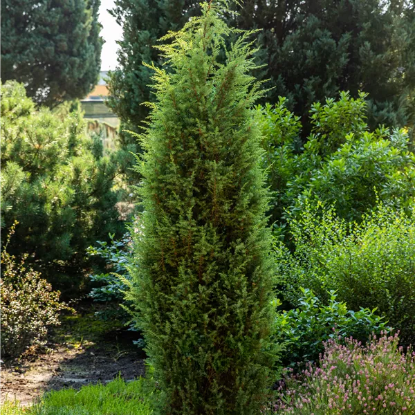 Juniperus communis 'Bruns'