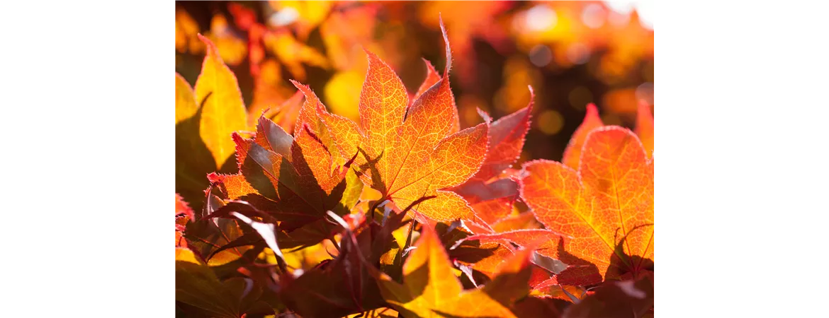 Acer palmatum 'Fireglow'