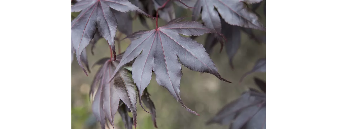Acer palmatum 'Fireglow'