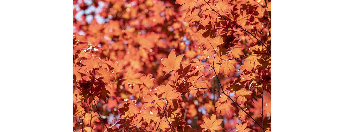 Acer palmatum 'Fireglow'