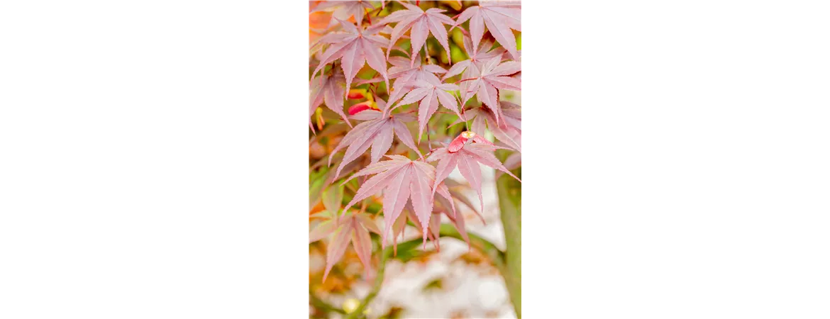Acer palmatum fireglow