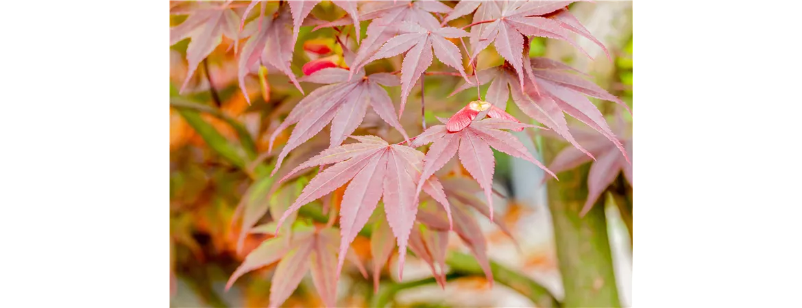 Acer palmatum fireglow