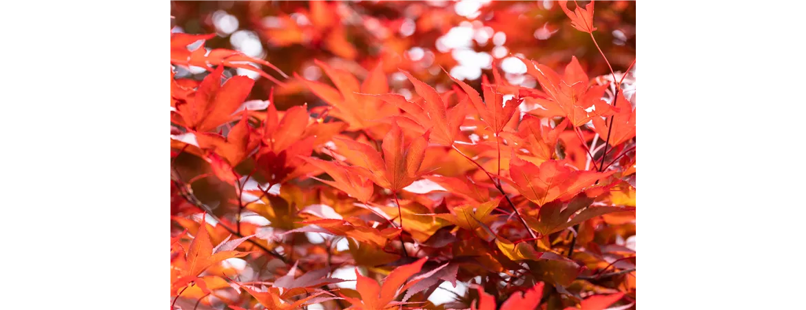 Acer palmatum 'Fireglow'