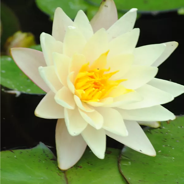 Nymphaea 'Marliacea Albida'