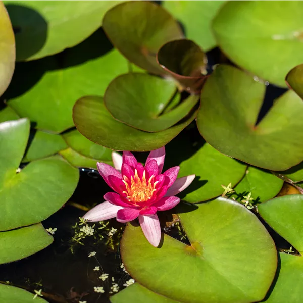 Nymphaea 'Perry's Baby Red'