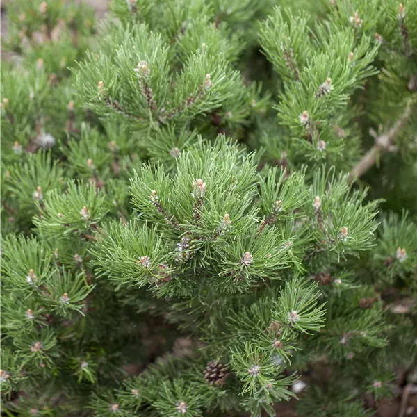 Pinus mugo 'Laurin'