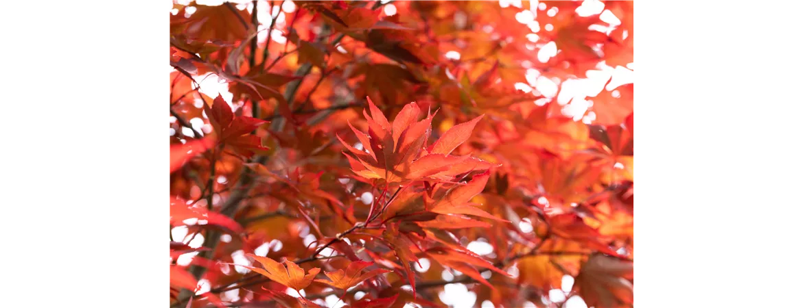 Acer palmatum 'Fireglow'