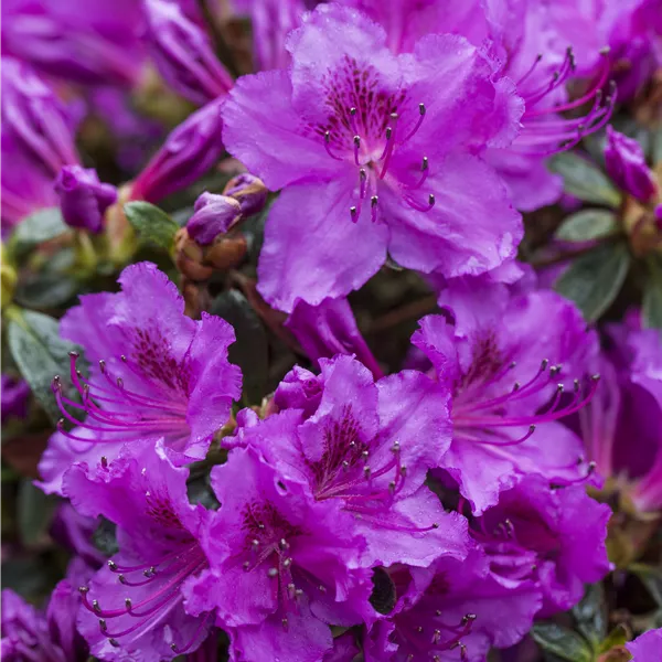 Rhododendron (Japanische Azalee) 'Diamant Rosa'