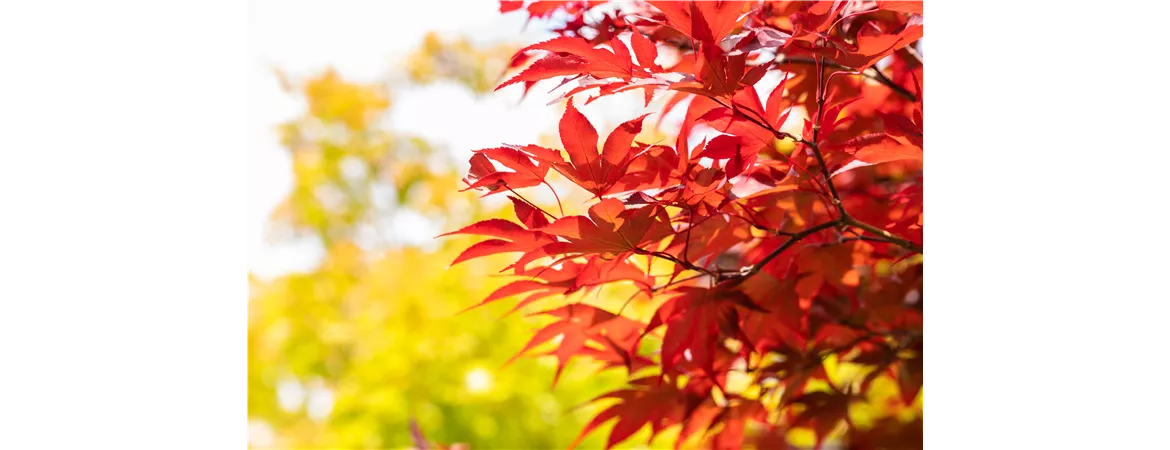 Acer palmatum 'Fireglow'