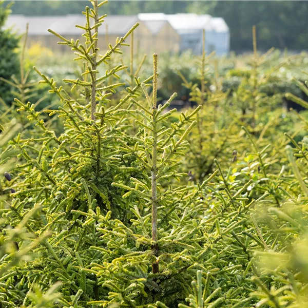 Picea abies