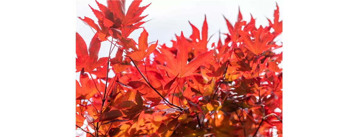 Acer palmatum 'Fireglow'