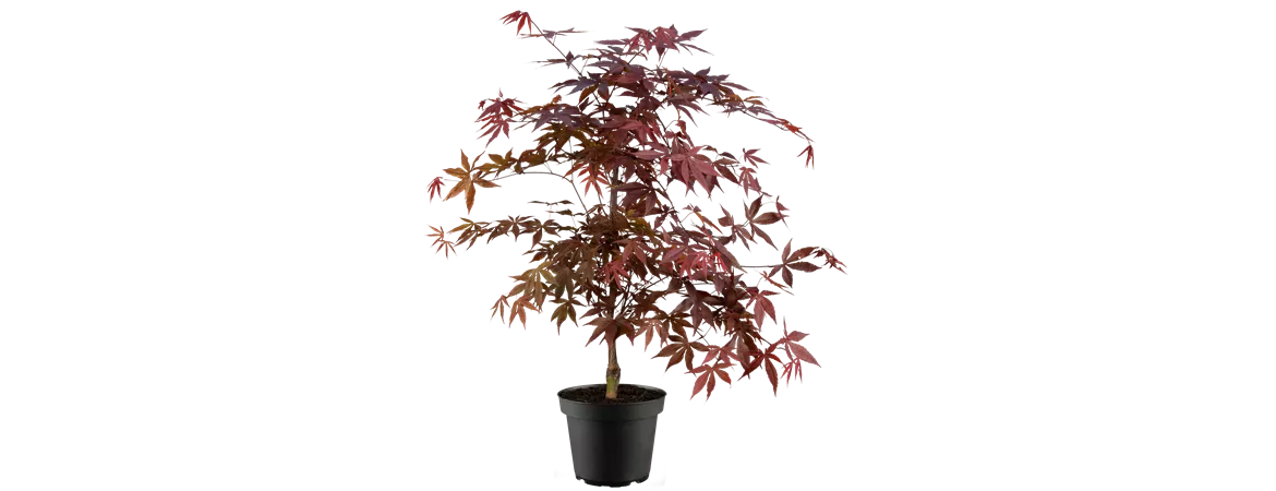 Acer palmatum 'Fireglow'