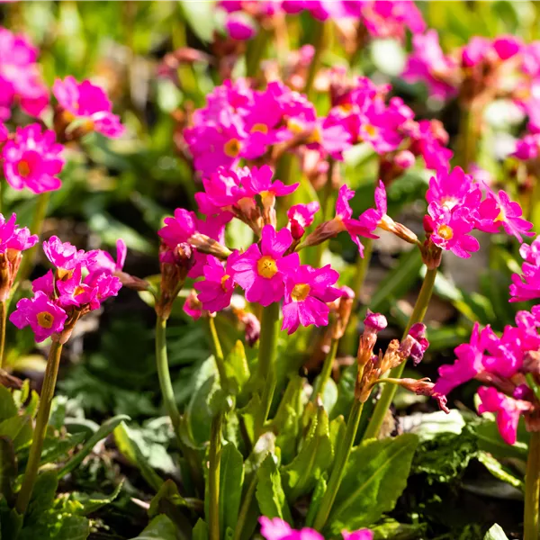 Primula rosea 'Gigas'