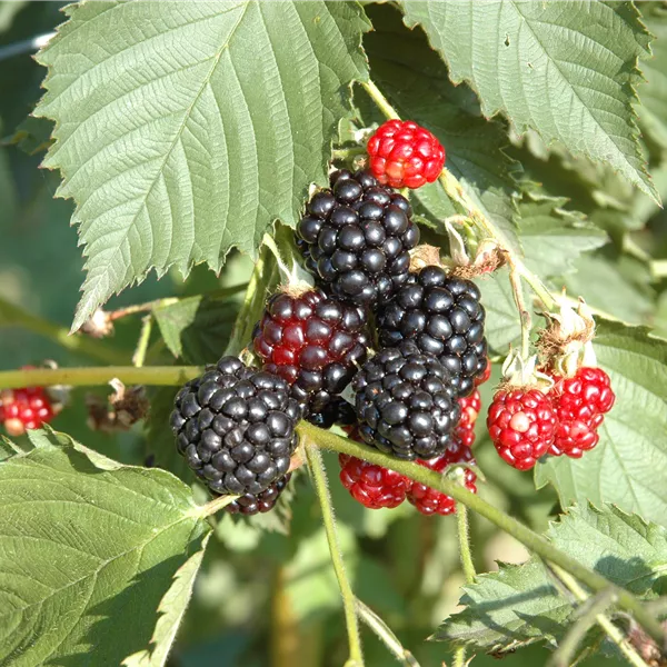 Rubus fruticosus 'Navaho'