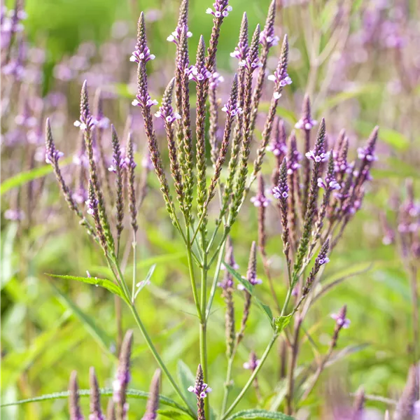 Verbena officinalis