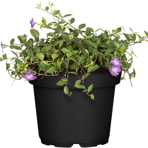 Vinca minor 'Atropurpurea'