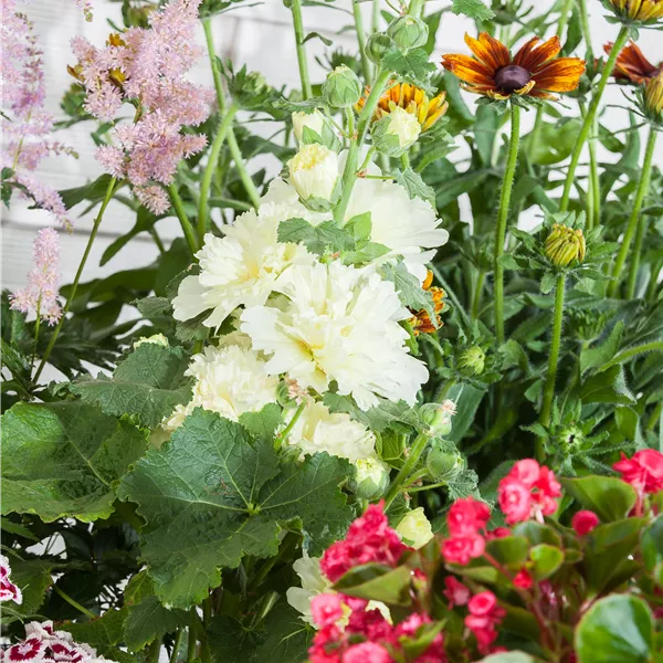 Alcea rosea gefüllt blühende