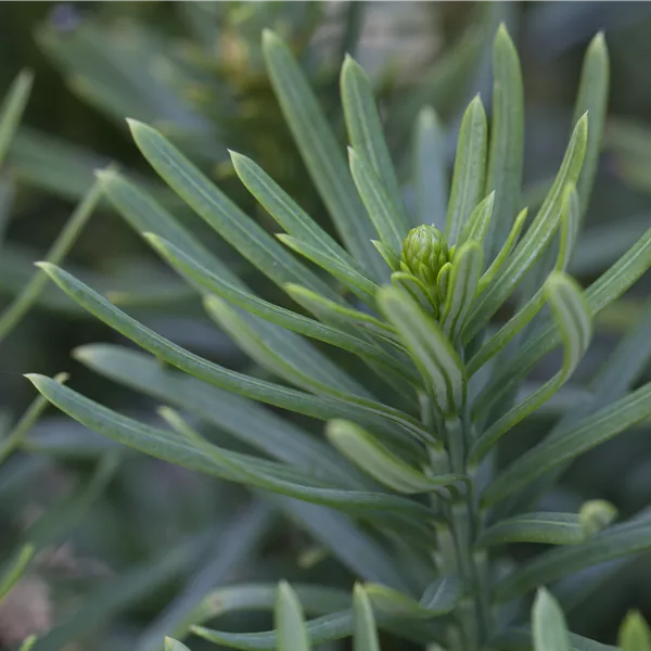 Cephalotaxus harringtonii 'Fastigiata'