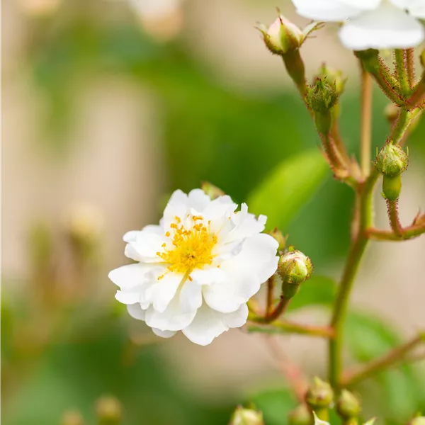 Rosa multiflora