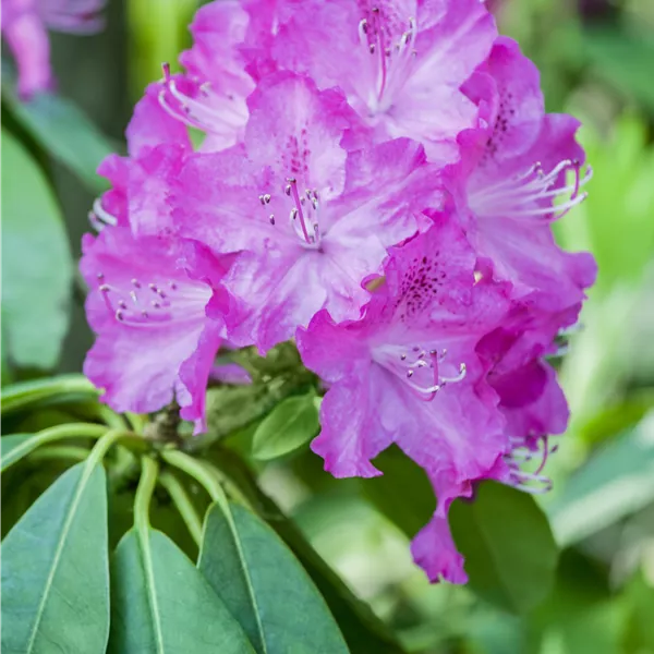 Rhododendron (Minus-Gruppe) 'P.J. Mezitt'