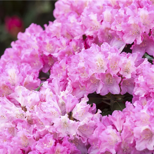 Rhododendron (Yakushimanum-Gruppe) 'Kalinka'