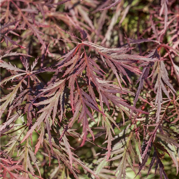 Acer palmatum 'Ornatum'