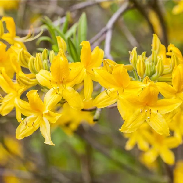 Rhododendron (Mollis Azalee) 'Anneke'