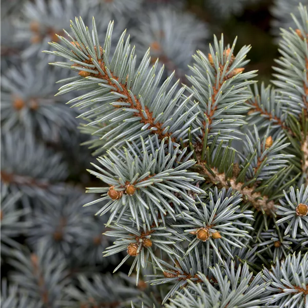 Picea pungens blaue Sämlinge