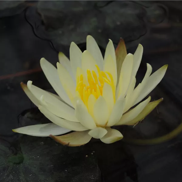 Nymphaea 'Colonel A.J. Welch'