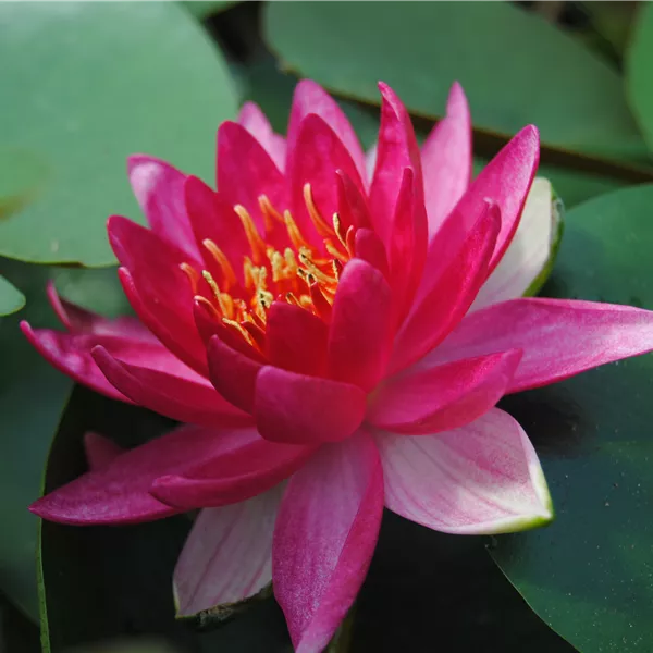 Nymphaea 'Froebelii'