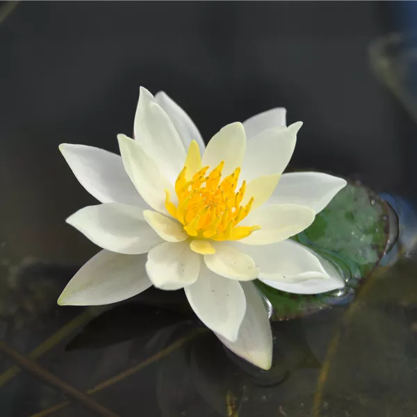 Nymphaea 'Heaver White'