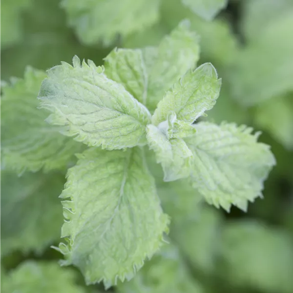 Mentha nemorosa