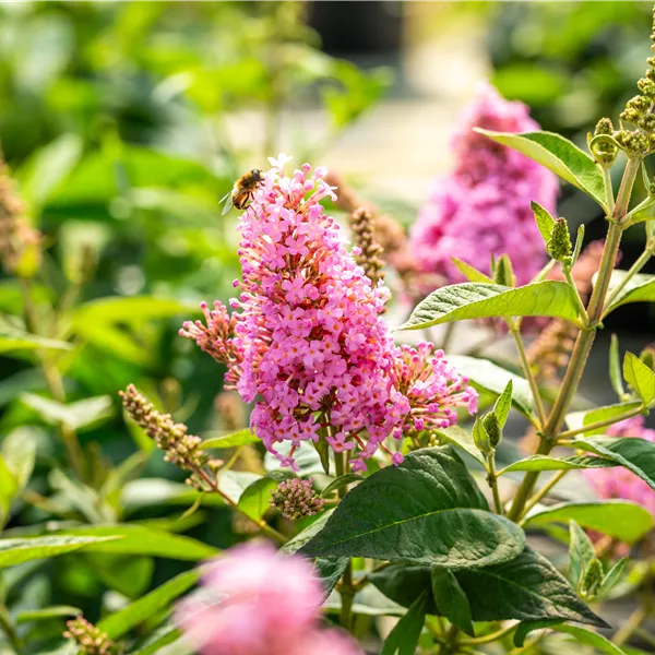 Buddleja davidii 'Little Pink' (Butterfly Candy)