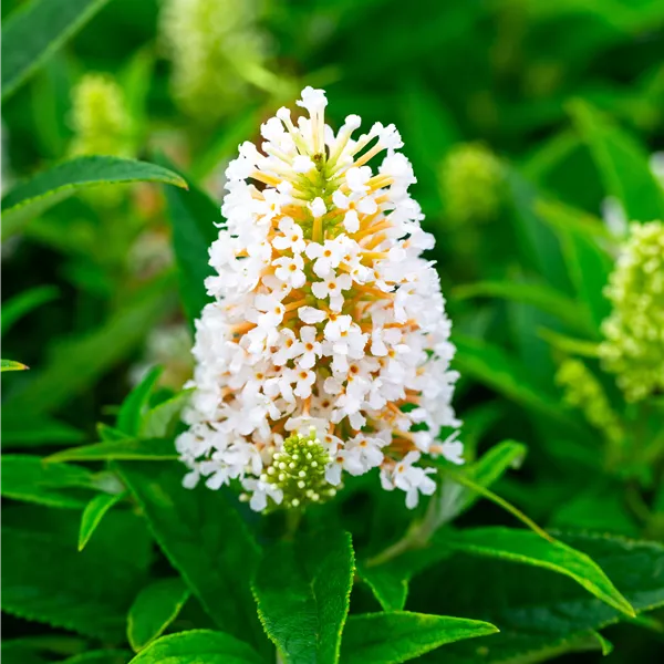 Buddleja davidii 'Little White' (Butterfly Candy)
