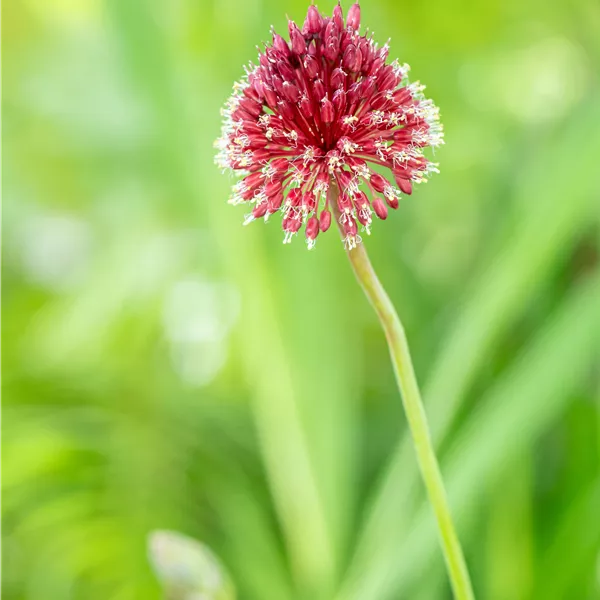 Allium sphaerocephalon