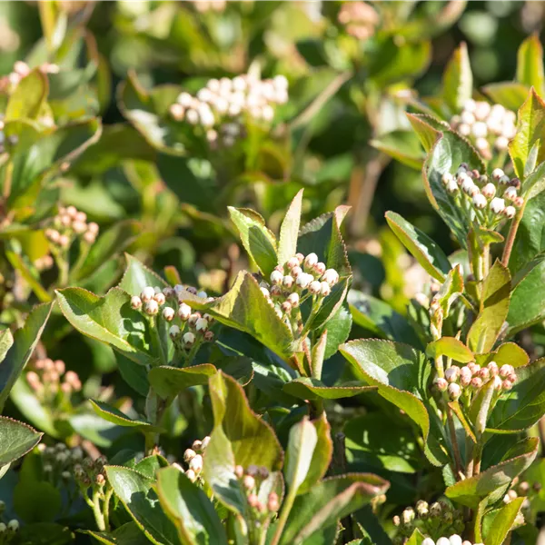 Aronia prunifolia (x) 'Aron'