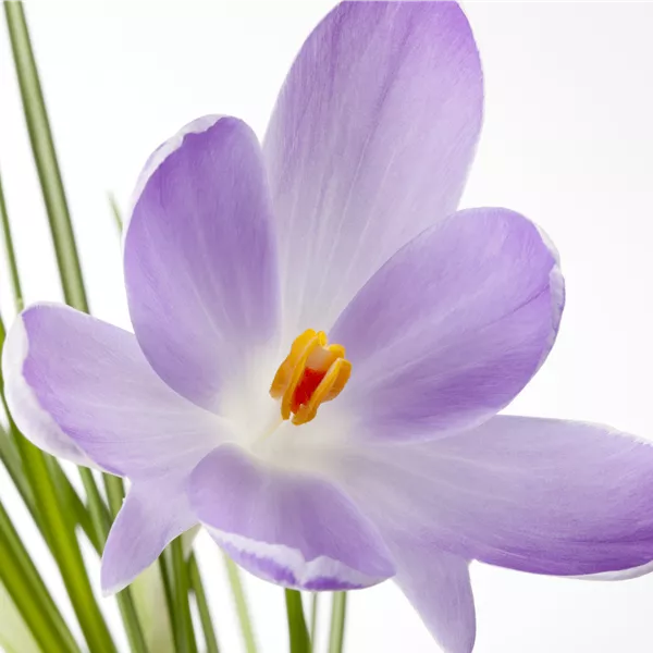 Crocus sativus