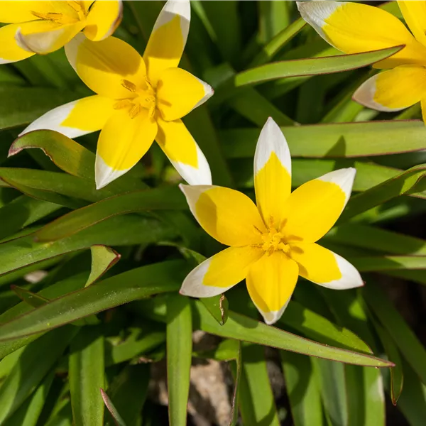 Tulipa tarda
