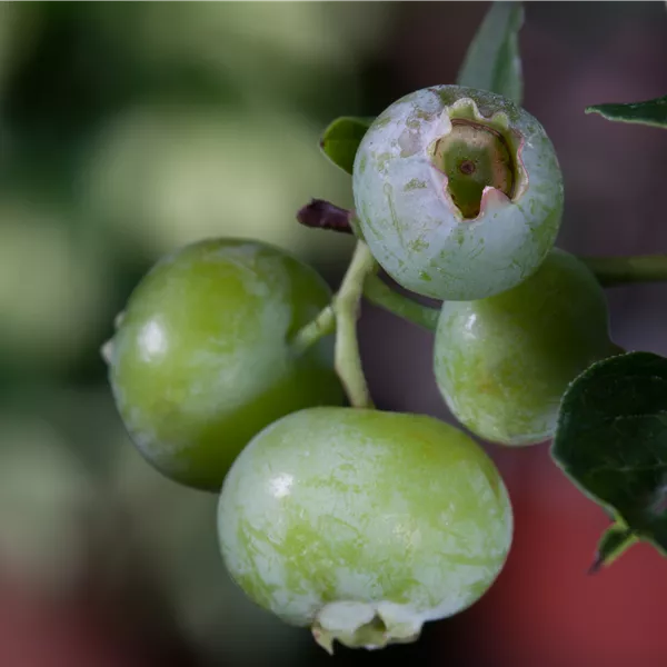 Vaccinium corymbosum 'Brigitta Blue'
